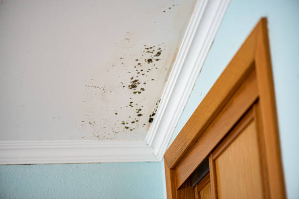 Best Attic Mold Remediation in South Sioux City, NE